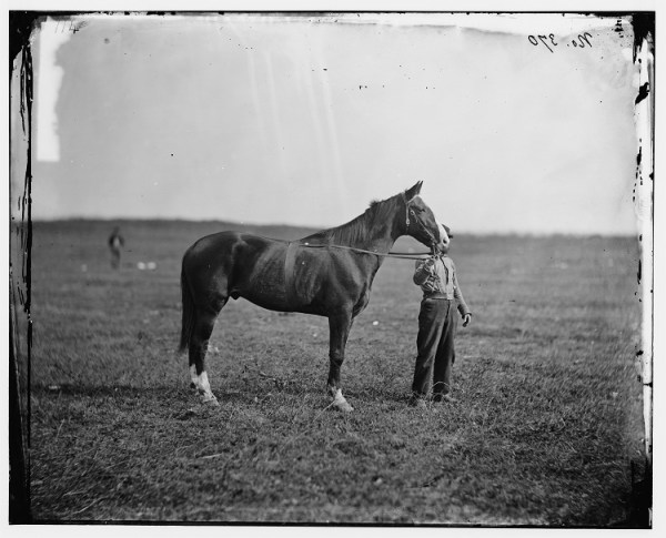 Old Baldy, in a photo taken after the war. The horse survived his master and marched, riderless, in Meade's funeral procession (Library of Congress).